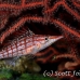 hawkfish_longnose_res_kb_h_0355_png1026.jpg